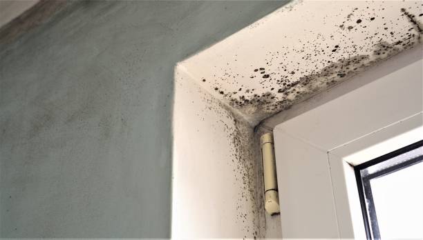 Best Emergency Mold Remediation  in Cleveland, FL