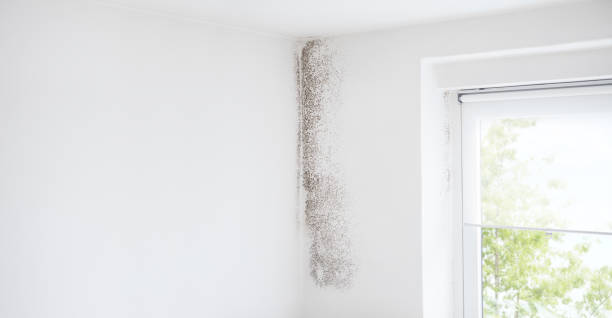 Best Forensic Mold Investigation  in Cleveland, FL