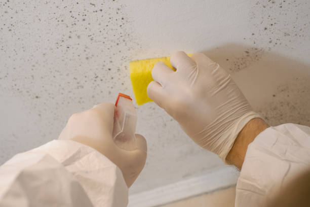 Best Asbestos and Lead Testing During Mold Inspection  in Cleveland, FL