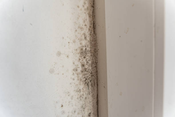 Best Asbestos and Lead Testing During Mold Inspection  in Cleveland, FL